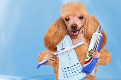 Good Morning Wishes Comical Wallpapers   New Hd WallpaperNew Hd ...