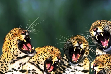 Yawning Cheetah Funny Wallpapers   New Hd WallpaperNew Hd Wallpapers