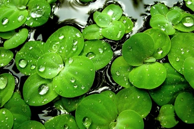 Wallpapers Green Collection (33+)