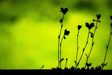 500,000+ HD Wallpapers Free Download Widescreen Desktop ...