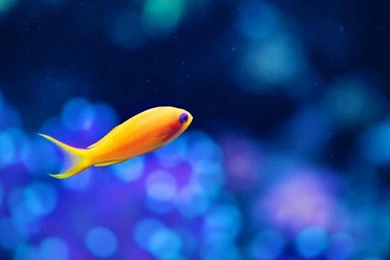 Free IOS Parallax Wallpapers » Category » Animal