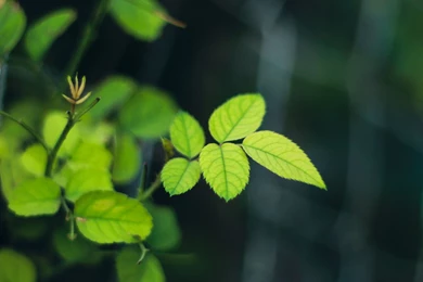 Free IOS Parallax Wallpapers » Leaves