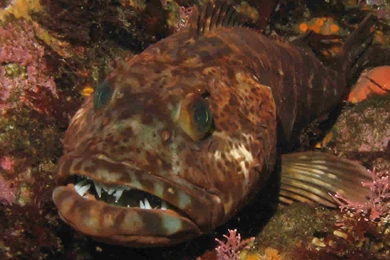 Mill Creek Beach ★ Day Use Picnic Area, Big Sur California Scenic ...