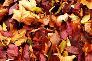 Download Wallpapers 1920x1080 Leaves, Autumn, Fallen Full HD 1080p ...