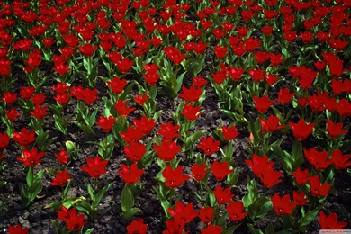 Nature Wallpapers Hd Free Download For Mobile