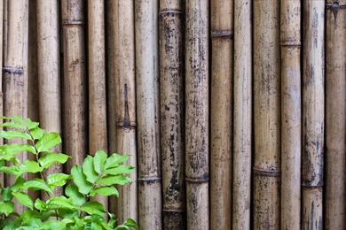 Free Stock Photo 6306 Dried Bamboo Backgrounds