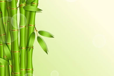 Bamboo Vector For Free Download