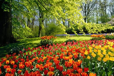 Letting A Hundred Flowers Bloom < Flowers < Life < Desktop Wallpapers