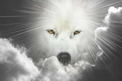 BLACK WHITE WOLF FANTASY WALLPAPER (