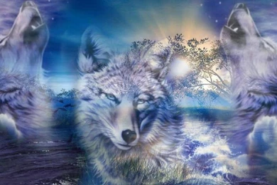 Wolves Backgrounds Wallpapers