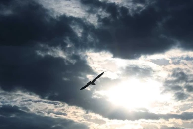 Evil Black Twitter Bird Pic