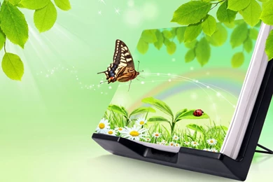 Butterfly Flying Desktop Backgrounds HD Wallpapers
