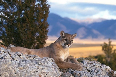 Mountain Lion, Rocky Mountains < Animals < Life < Desktop Wallpapers