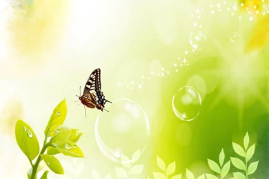 Spring Butterfly HD Backgrounds Wallpapers 7767   HD Wallpapers Site