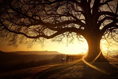 Computer Wallpapers   16