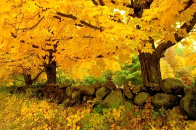 Autumn Scenes Wallpapers   Seasonal   Crazy Frankenstein