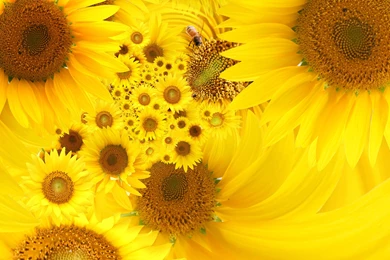 Bright Yellow Wallpapers