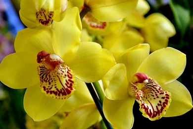 Download Wallpapers 3840x2400 Orchid, Flower, Bright, Yellow Ultra ...
