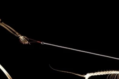 Gentoo Linux Funny Wallpapers Gaining Weight For Skinny People ...