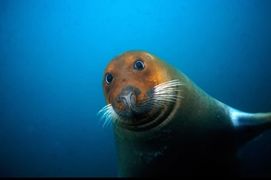 Nature Pictures: National Geographic Images