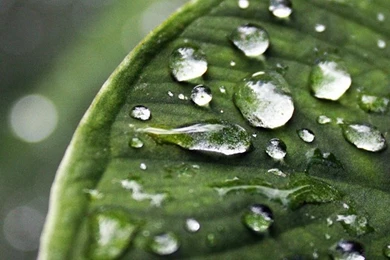 Raindrops HD Desktop Wallpapers : Widescreen : High Definition ...