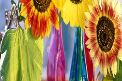 Colorful Flower Android Mobile Desktop Wallpapers