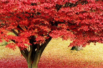 Plants Suitable For Mobile Phone Wallpapers Landsca   Landscape ...