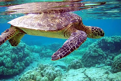 Under Sea Wallpapers (1366x768)