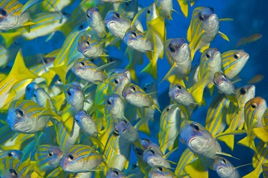 Wallpaper: Under Sea Wallpapers