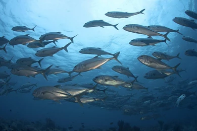 Under Sea Wallpapers