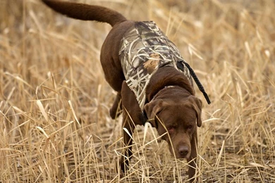 Hunting Tiger Wallpapers