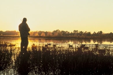 Duck Hunting Backgrounds   Wallpapers Cave