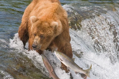 2560x1440 Bear, Hunting, Fish, River, Salmon, Fishing, Water ...
