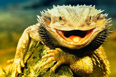 Wallpapers Dragon View Image Details 1368x768