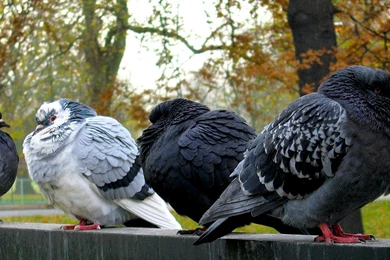 Top 1368 X 768 Holiday Wallpapers Wallpapers