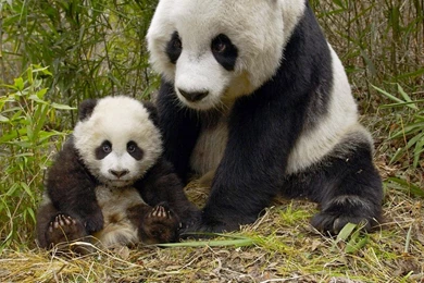 Panda Baby Desktop Wallpapers Categories Wallpapers Animals ...
