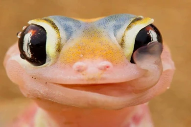 Reptiles: Lizzard Animals Reptiles Nature Cute Wallpapers HD For HD ...