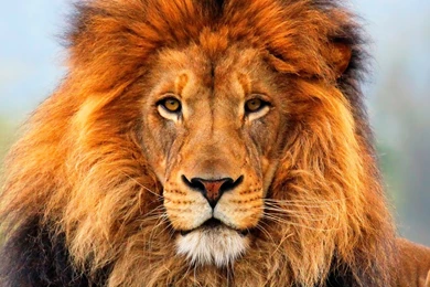 Lion Picture Collection (37+)