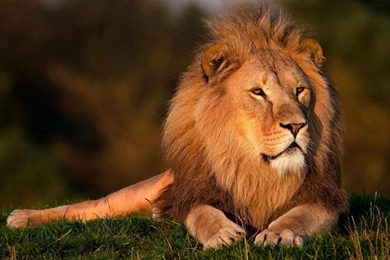 Lions HD Wallpapers   Android Apps On Google Play