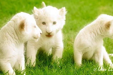 15 White Lion HD Wallpapers