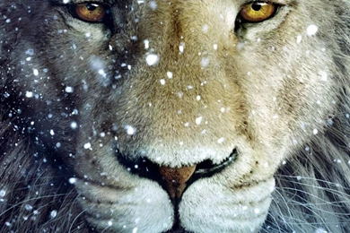 White Lion Wallpapers   Wallpapers HD Fine