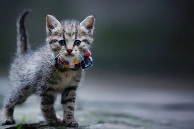 Very Cool Gray Cat Wallpapers HD, HD Desktop Wallpapers