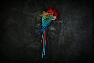 Confessions Of A Crazy Parrot Person: Very Cool Wallpapers