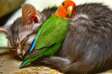 Cat Desktop Wallpapers 14 Free 3d Wallpapers