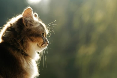 Lovely Cat Wallpapers HD