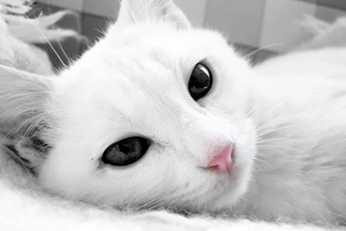 Desktop Black And White Cats Wallpapers Download