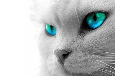 Full View And Download White Cat Wallpapers 3