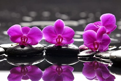 Flower Wallpapers High Resolution Dowload 3d Hd Pictures.