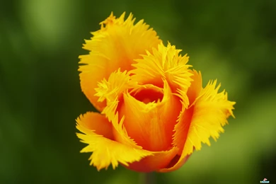 Flowers High Resolution Wallpapers 030