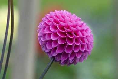 Flowers High Resolution Wallpapers 020